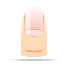 Fingernail natural vector isolated illustration