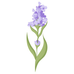 Lavender flower for your design. Vector illustration isolated on white background.