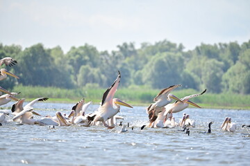 Beautifull view over pelicans and other birds in Danube Delta from Tulcea, Romania