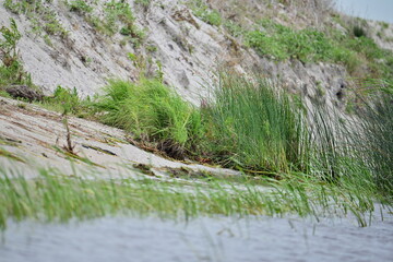 Sand and water in Danube Delta wild area