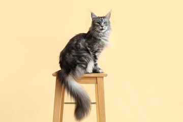 Maine Coon cat on stool against beige background