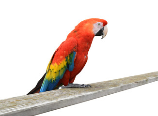 The scarlet macaw (Ara macao) sitting on a plank isolated on the transparent background