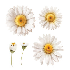 White daisy flower watercolor paint collection 