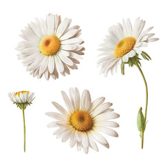  White daisy flower watercolor paint collection