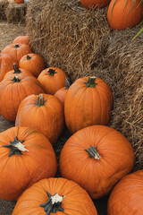 Orange pumpkins on straw hay