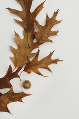 Dry oak leaves and acorns on white background. Autumn, fall composition