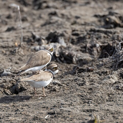 Little Ringed Plover