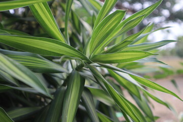 Ornamental pandanus plants are bright green and white which grow a lot in tropical areas