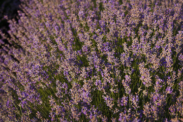 Beautiful lavender. Lavender field with flowering purple flowers