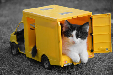 Chaton dans un camion de livraison