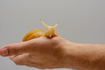 African snail in a man's hand