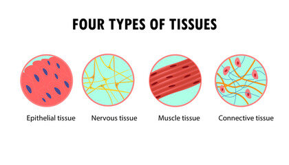 Diagram of the types of tissues in the body