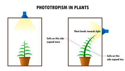 Phototropism diagram showing the reaction of a plant to light