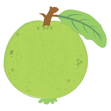 Gava Fruit, Natural Fuit Gava