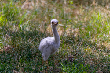 Naklejka premium Young Greater Rhea (Rhea americana) one of two extant species, a native larger bird from eastern South America, related to the ostrich and emu.