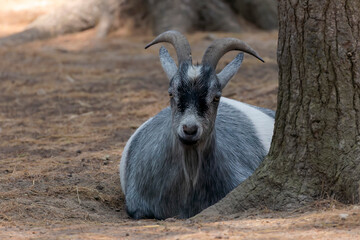 The American and African Pygmy goat is an American breed of achondroplastic goat.