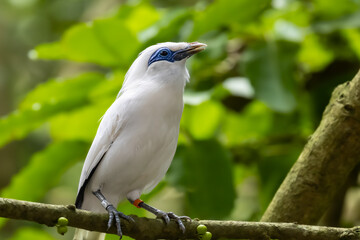 close-up of bali myna perching on branch