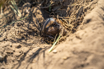 Valley Pocket Gopher (Thomomys bottae) emerging from the burrow. 