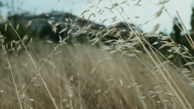 Tall grass sways in the wind. New Zealand flax. The wind before the rain shakes the leaves of the grass in the field. Waiting for a thunderstorm. High quality 4k footage