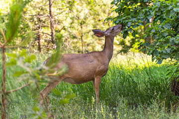 Black Tailed Mule Deer (Odocoileus hemionus columbianus) eating leaves from a tree. 