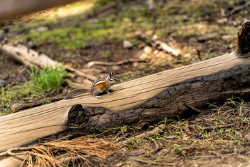 Yellow-pine chipmunk (Tamias amoenus) sitting on a log in Yosemite National Park