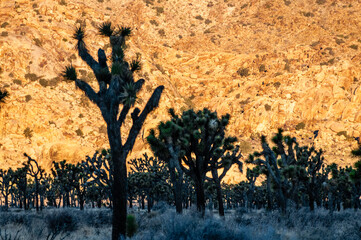 Telephoto shot of Joshua Tree silhouttes highlighted against the golden glow of a roch formation that is illuminated by the rising sun.