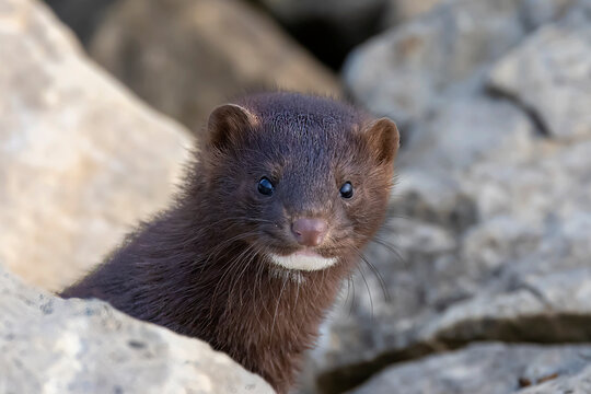 The American mink(Neovison vison)  in the rocks on the shores of Lake Michigan