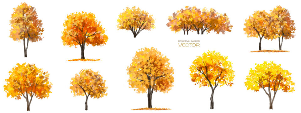 Vector watercolor tree or forest side view isolated on white background for landscape and architecture drawing,elements for environment or garden,botanical element for exterior section in autumn