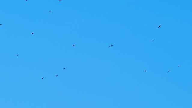 A flock of green parrots flies against the backdrop of the sunset sky. Green parrots. Migratory birds. Beautiful sky with clouds. Sunset. High quality 4k footage