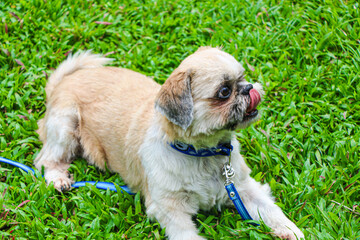 The cutest white Shih Tzu puppy ever.