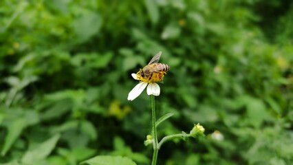bee on a flower