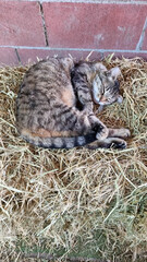 stables cats - 628800852