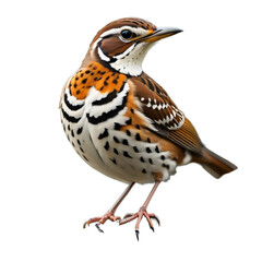 Fototapeta premium Wood Thrush, Common forest bird, Songbird, isolated, transparent background, no background. PNG.