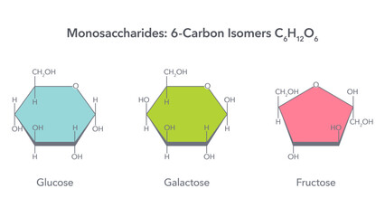 Monosaccharides 6 carbon isomers glucose fructose and galactose vector illustration infographic