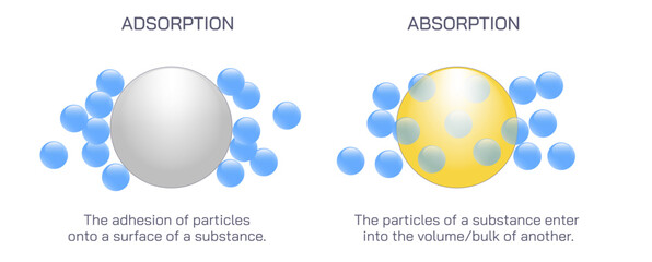 Difference between absorption and adsorption vector. Bio differences, adhesion of atoms, ions or molecules from gas, liquid or dissolved solid to a surface or enter some bulk phase element forms. - obrazy, fototapety, plakaty