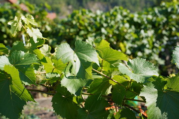Leaves of muscat grapes in vineyard on a sunny day