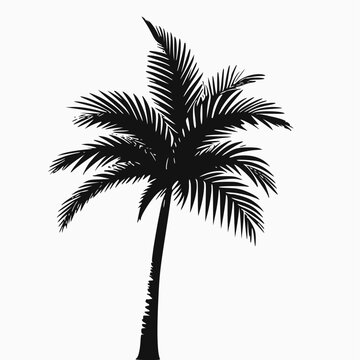 palm tree silhouette isolated on white