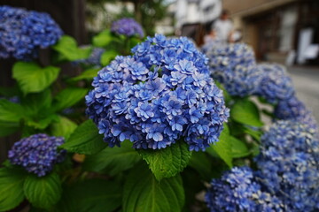 Blue and Purple Hydrangea Flower on Street - ブルー 紫色 紫陽花