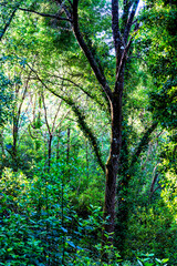 Vegetación en la Senda de los Pescadores