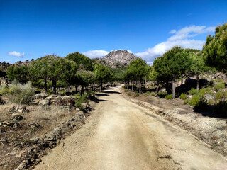 Camino entre pinos