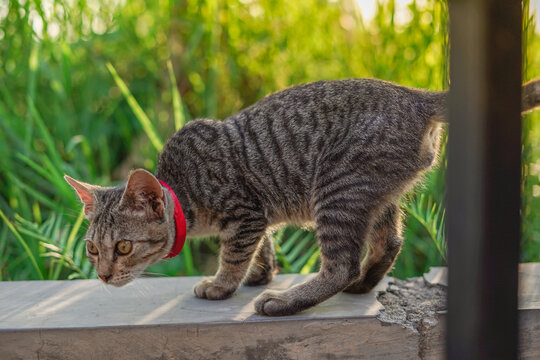 portrait of Stray cat at dusk