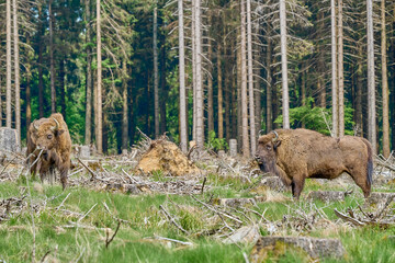 wild living European wood Bison, also Wisent or Bison Bonasus, is a large land mammal and was almost extinct in Europe, but now reintroduced to the Roothaarsteig mountains in Sauerland Germany.
