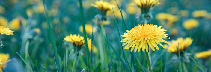 yellow flower in green grass