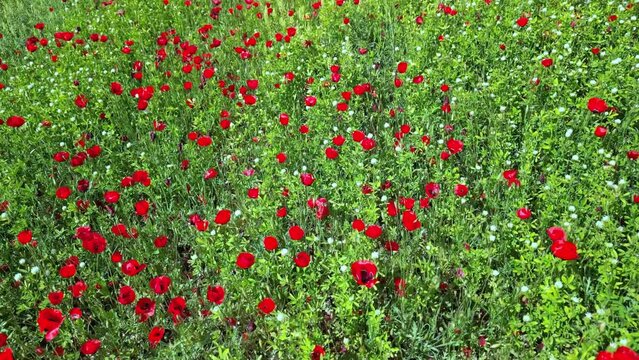 Top view of a field with growing wildflowers - poppies, cornflowers, and buttercups. High-quality 4k footage