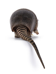 Obraz premium Rear side of nine banded Armadillo aka Dasypus novemcinctus, walking away. tail hanging down over edge. Isolated on a white background.