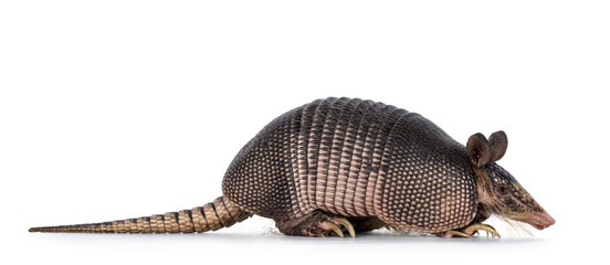 Nine banded Armadillo aka Dasypus novemcinctus, standing side ways. Looking side ways. Isolated on a white background.