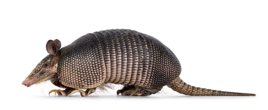 Nine banded Armadillo aka Dasypus novemcinctus, walking side ways. Looking side ways. Isolated on a white background.