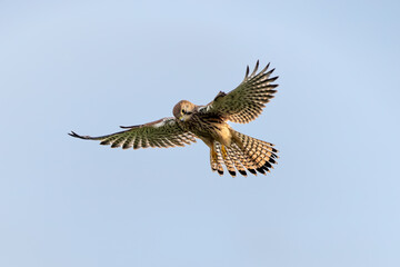 Turmfalke während dem Rüttelflug
