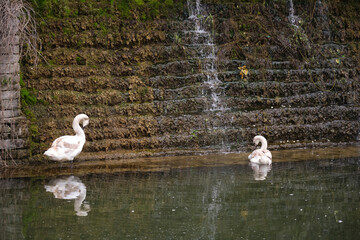 A white swan on an artificial lake