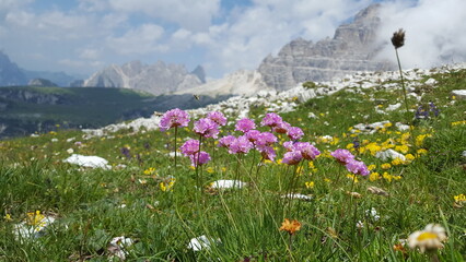 rosa Grasnelken Armeria blühen auf der Alm Wiese in den Alpen Dolomiten Italien im Hintergrund Berge 
Panorama